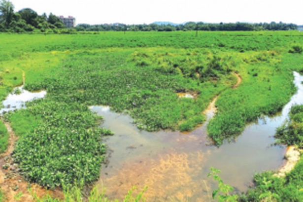 MMC hopes to halt pollution of water bodies by bolstering sewage network