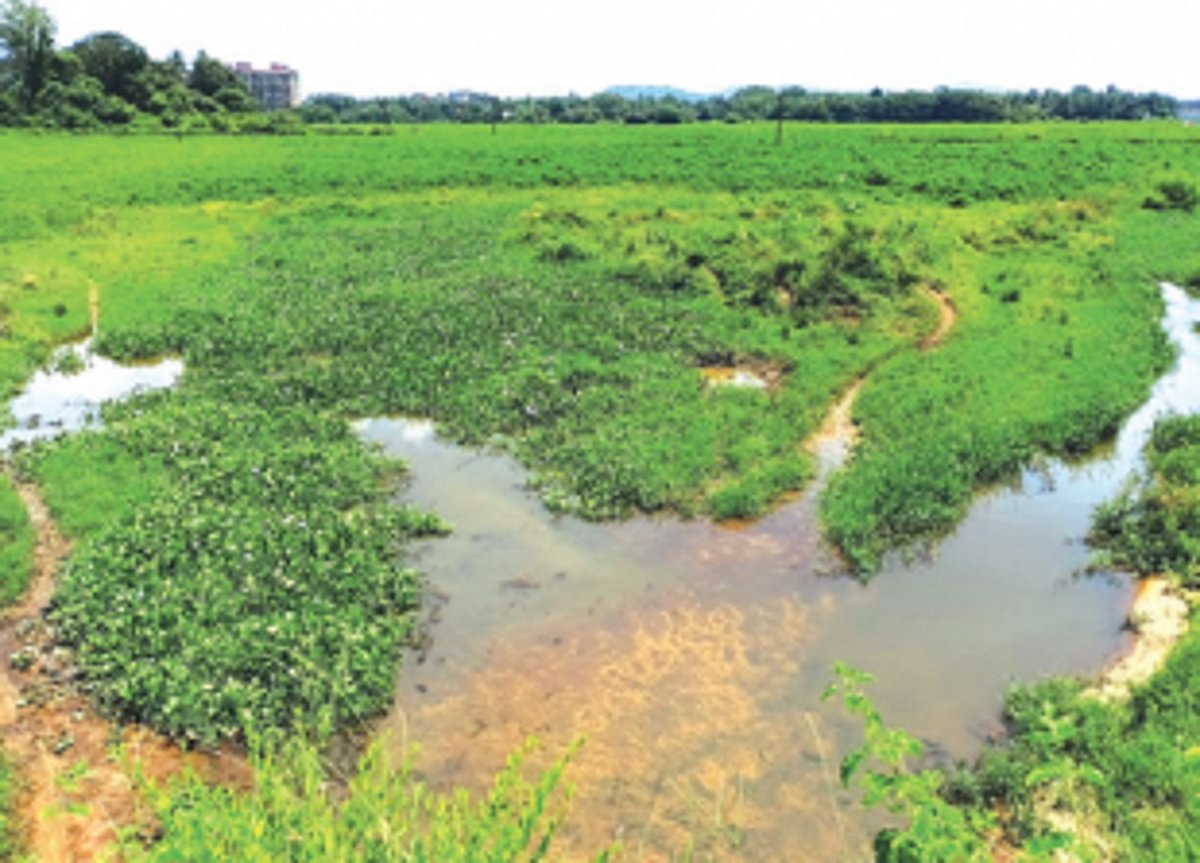 MMC hopes to halt pollution of water bodies by bolstering sewage network