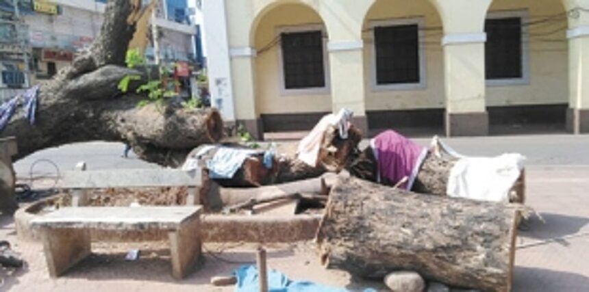 MMC likely to clear uprooted tree today