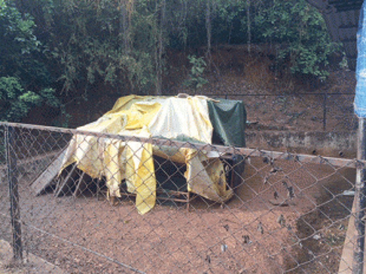 MMC’s pound for stray animals has gone to the dogs