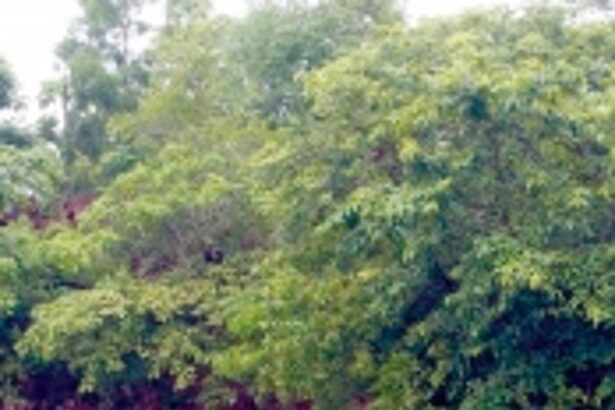 Macabre monsoon tragedy: Swept away by rains, Fatorpa woman’s body found eaten by crocodile