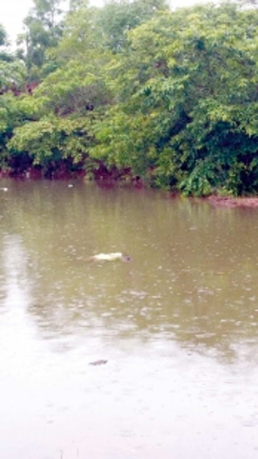 Macabre monsoon tragedy: Swept away by rains, Fatorpa woman’s body found eaten by crocodile 1 Macabre monsoon tragedy: Swept away by rains, Fatorpa woman’s body found eaten by crocodile