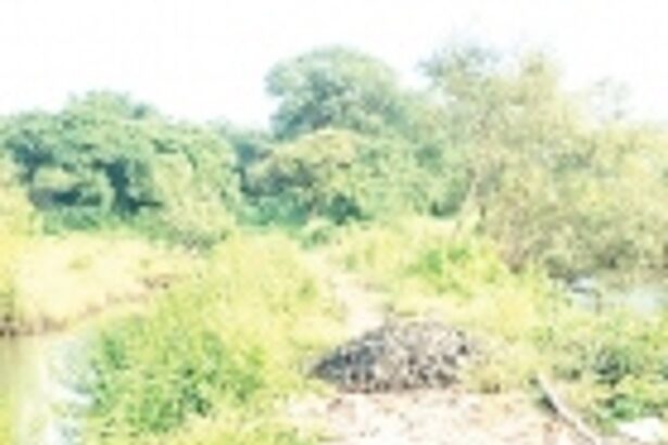 Madkai farmers sunk as paddy crop is submerged underwater for 20 days due to breach in bandhara