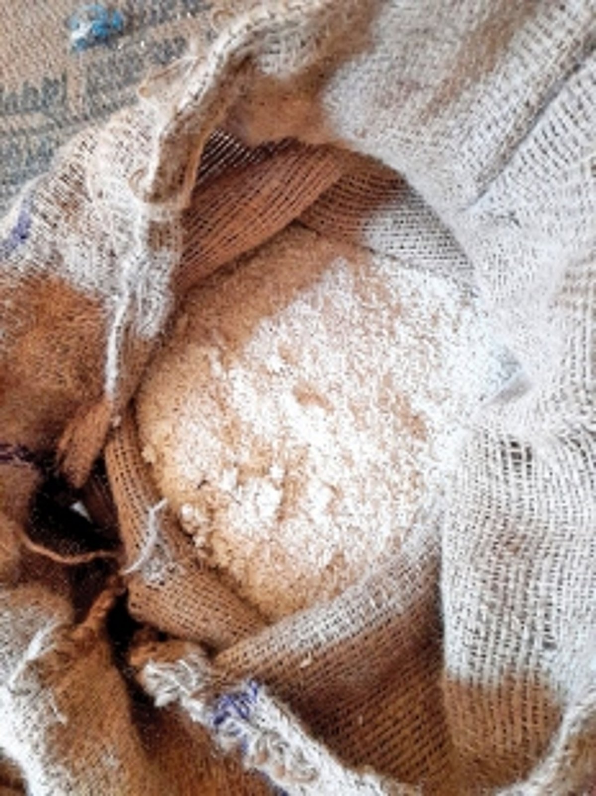 Maggot-infested rice not fit to feed animals: Fair Price Shops Association