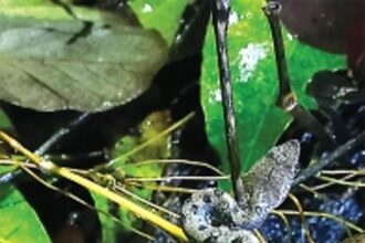 Magical forests of Goa