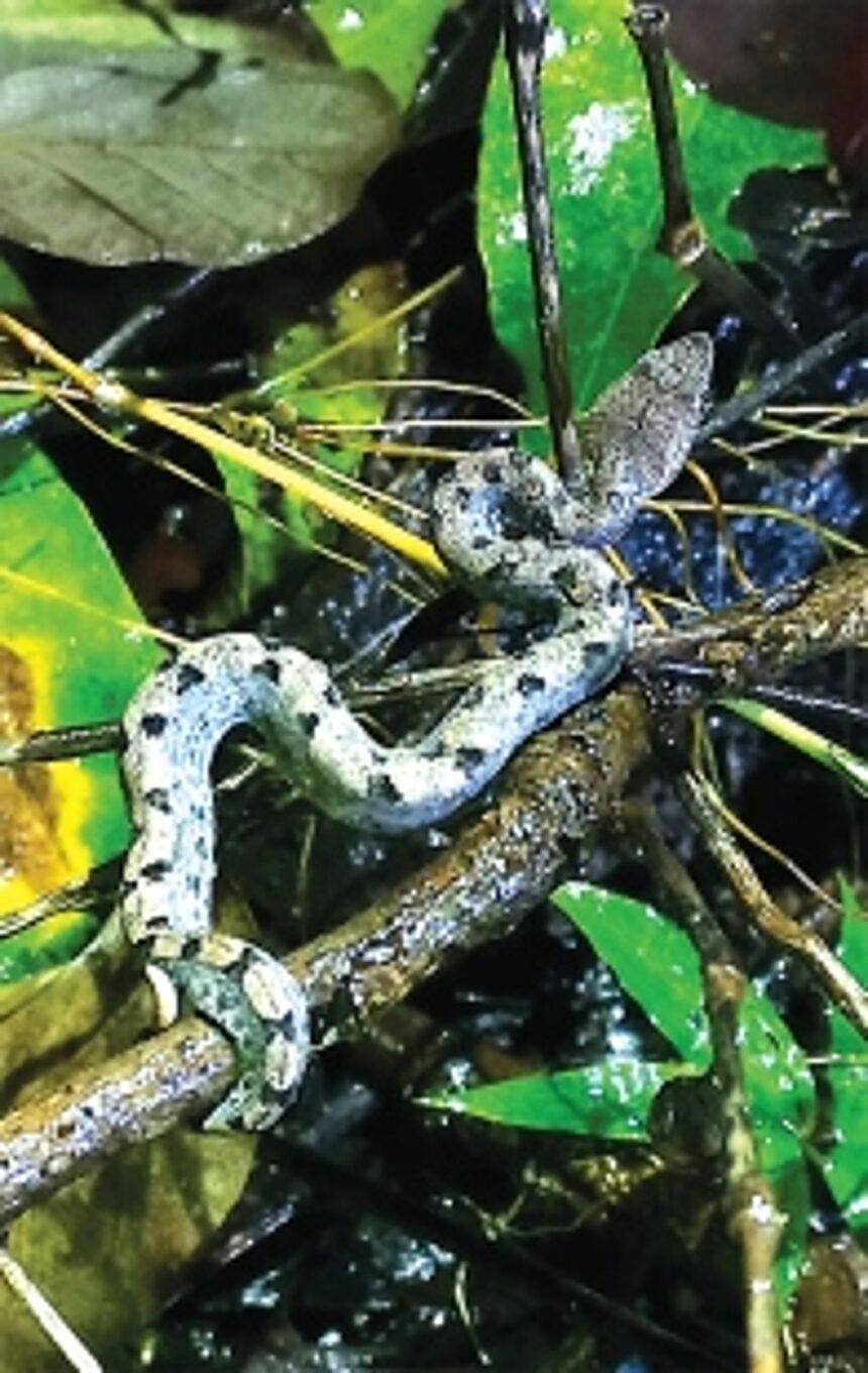 Magical forests of Goa