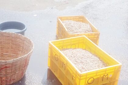 Maintain hygiene  at SGPDA retail fish Market