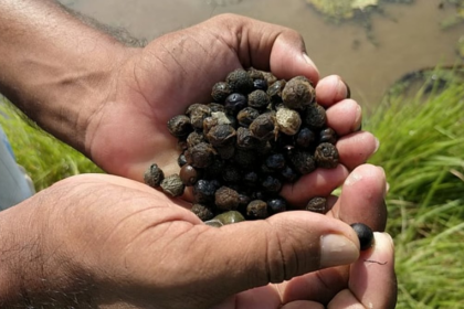 Makhana : The Rising of Black Diamond