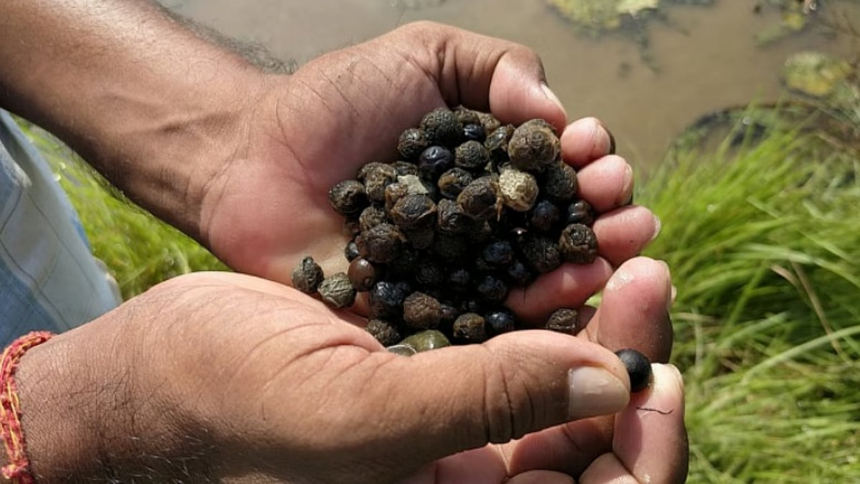 Makhana : The Rising of Black Diamond 1 Makhana : The Rising of Black Diamond