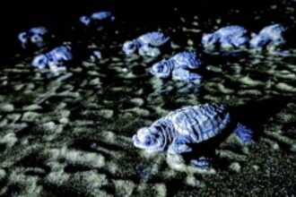 Making Goa safe for  Olive Ridley Sea Turtles