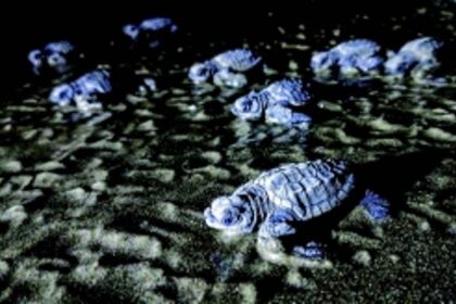 Making Goa safe for  Olive Ridley Sea Turtles