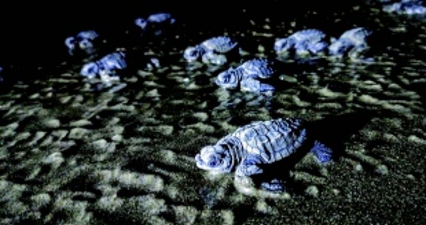 Making Goa safe for  Olive Ridley Sea Turtles