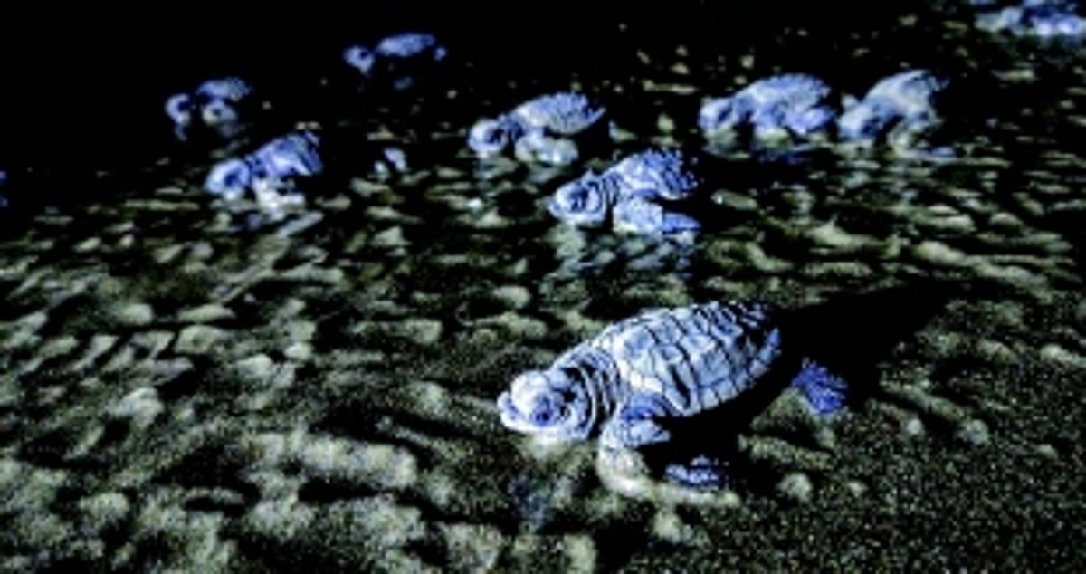 Making Goa safe for  Olive Ridley Sea Turtles