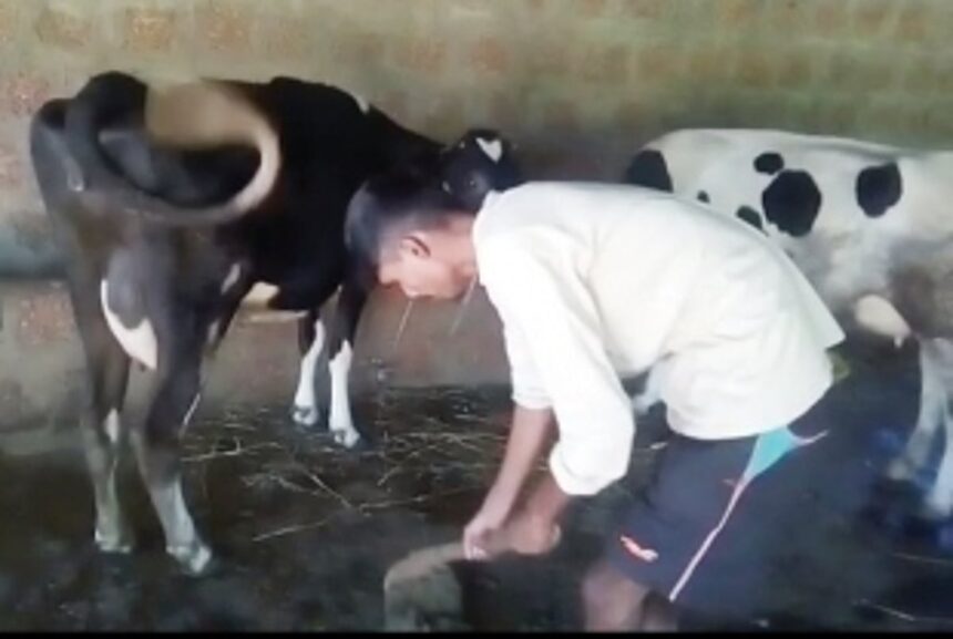 Malpan villagers stop dairy farming for lack of water 1 Malpan villagers stop dairy farming for lack of water