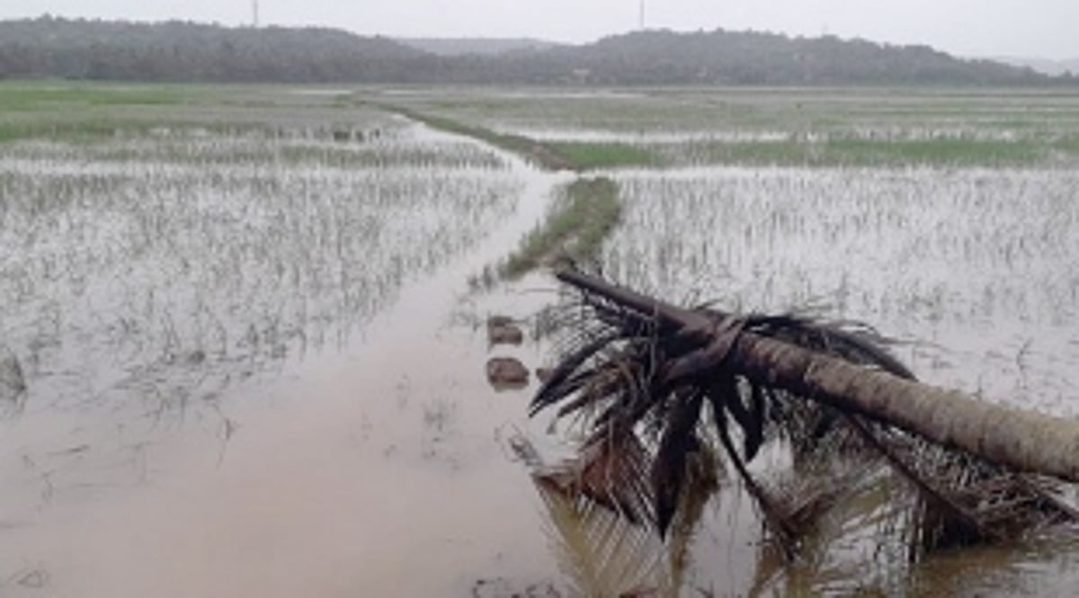 Mamlatdars directed  to survey crop losses