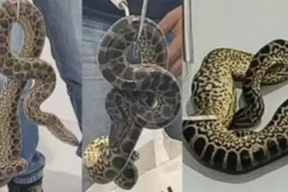 Man Arrested for Attempting to Smuggle 10 Yellow Anacondas in Check-in Bag at Bengaluru Airport