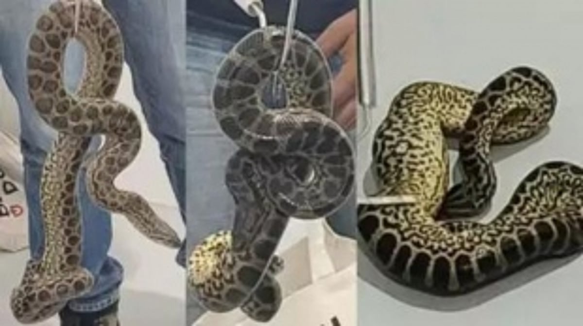Man Arrested for Attempting to Smuggle 10 Yellow Anacondas in Check-in Bag at Bengaluru Airport