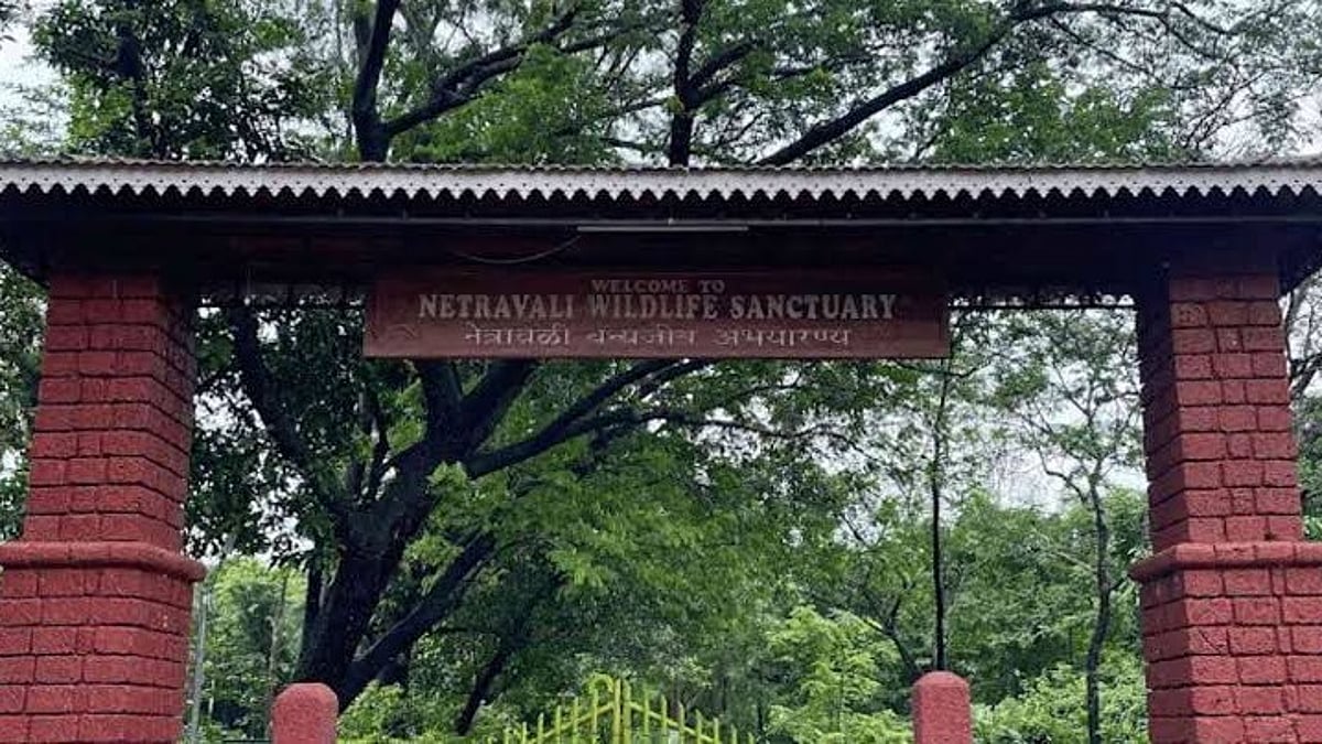 Man Arrested in Netravali for Illegal Electrocution of Animals, Forest Department Takes Strict Action