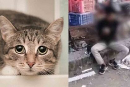 Man Found Eating Raw Cat Meat in Kerala, Admitted to Mental Hospital