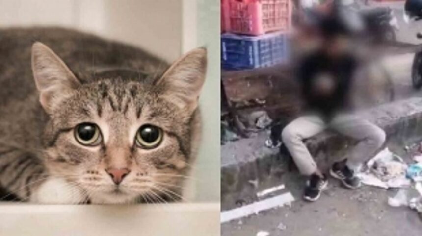 Man Found Eating Raw Cat Meat in Kerala, Admitted to Mental Hospital