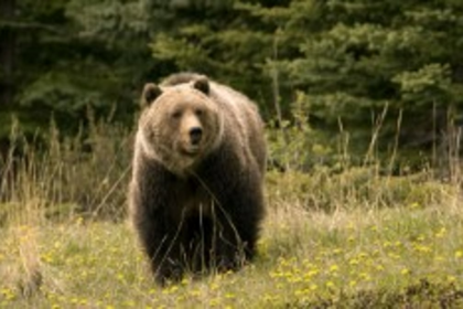 Man Seriously Injured by Bear Attack in Khanapur, Admitted to Belgaum