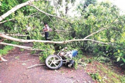 Man injured as tree comes  crashing down on bike
