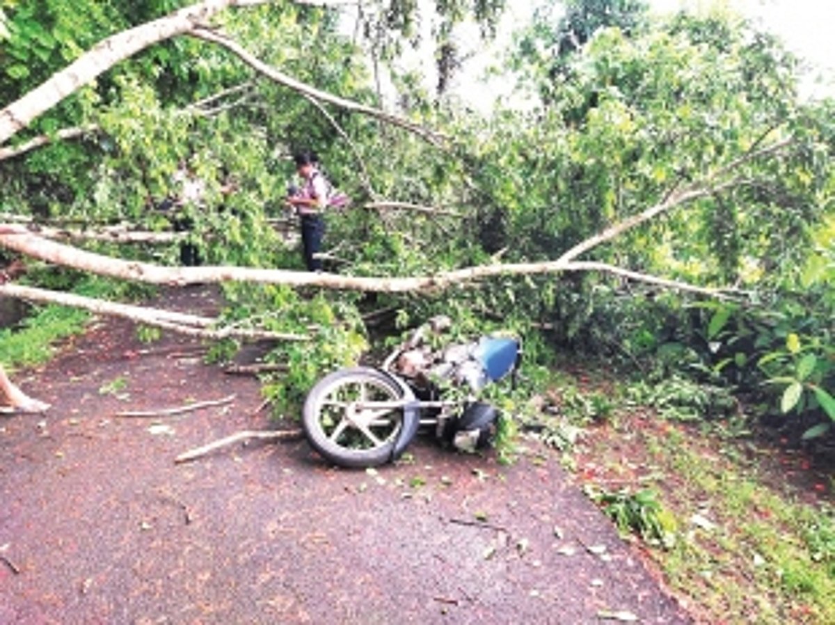 Man injured as tree comes  crashing down on bike