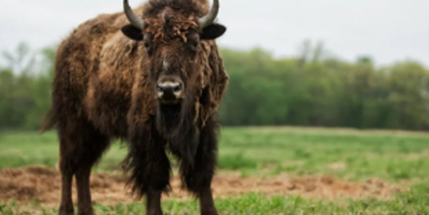 Man rams bike into bison, dies