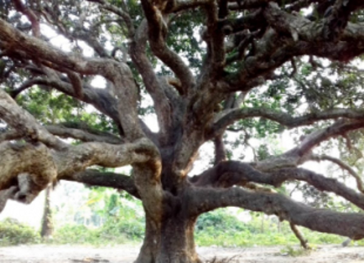 Man rescued from a tree