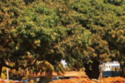 Manch urges Environment Min  to look into plants, trees’ plight