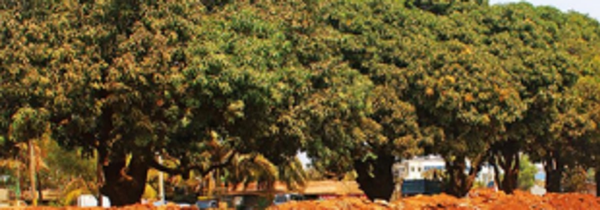 Manch urges Environment Min to look into plants, trees’ plight 1 Manch urges Environment Min to look into plants, trees’ plight