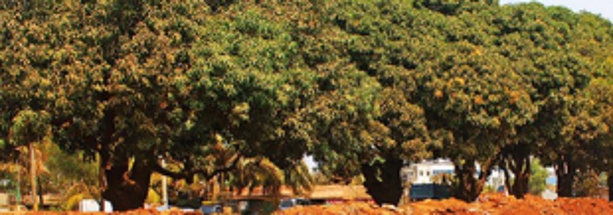 Manch urges Environment Min  to look into plants, trees’ plight
