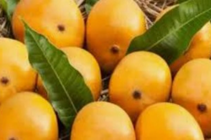 Mancurad Mango Prices Skyrocket in Goa: Rs 4,000-5,000 for a Dozen