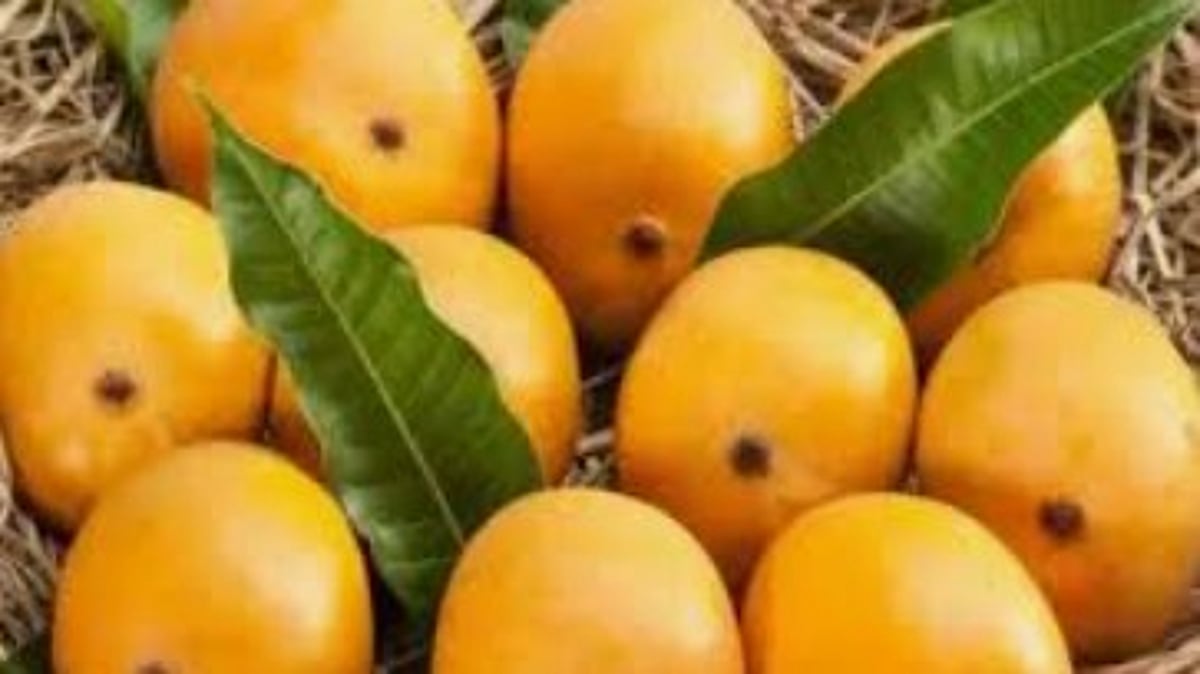 Mancurad Mango Prices Skyrocket in Goa: Rs 4,000-5,000 for a Dozen
