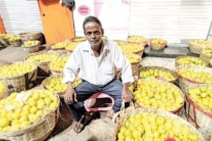 Mancurad mangoes flood Margao market
