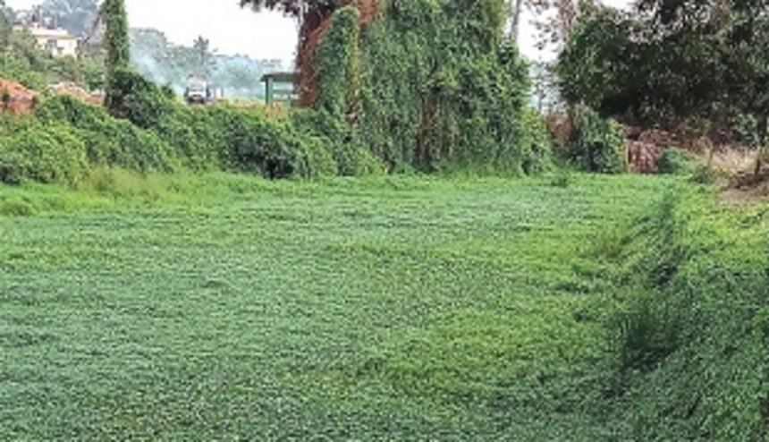 Mandopa pollution: P’yat, BMC vow to clear garbage, revive rivulet