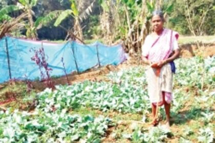 Mandrem farmers wail as bison destroy crops