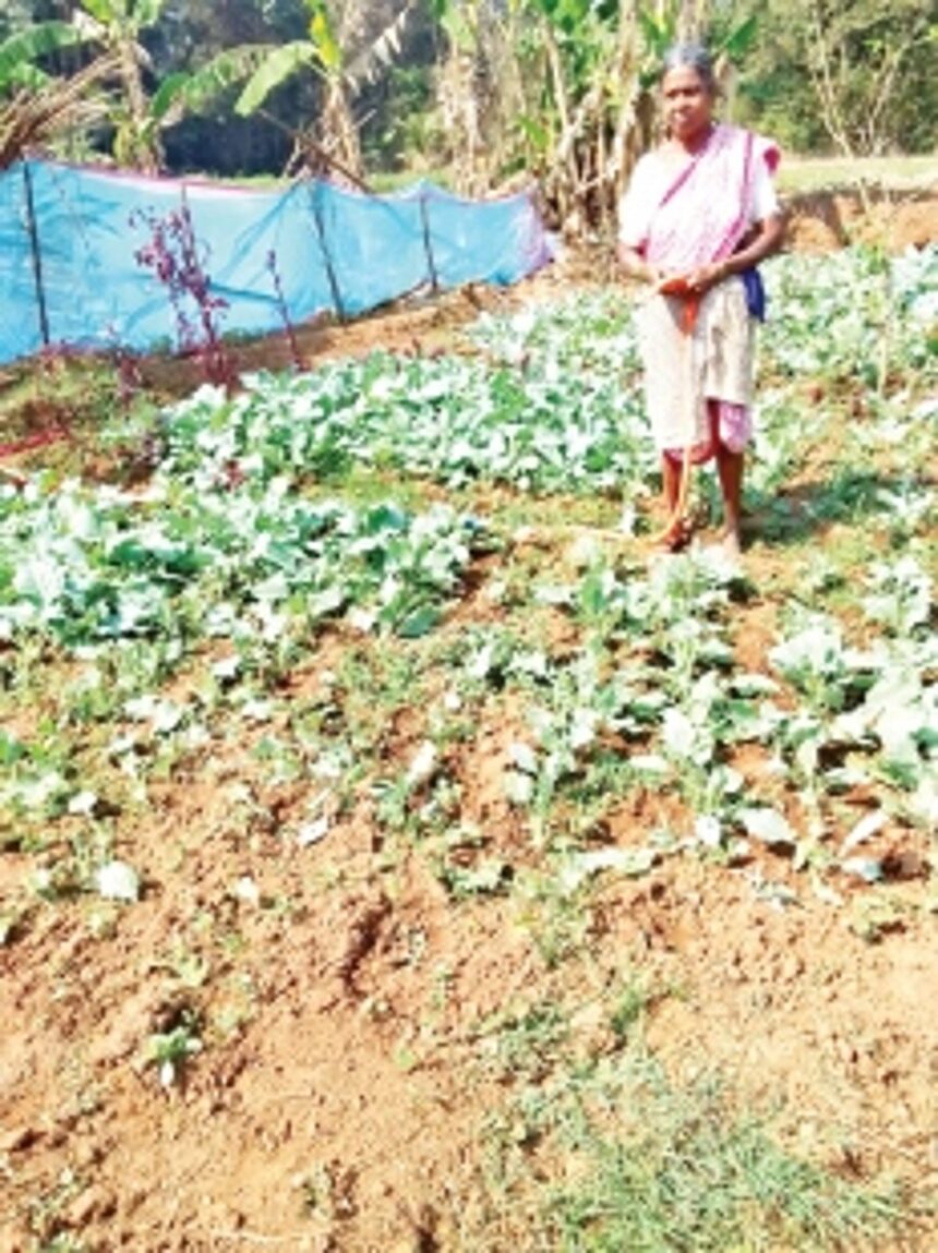 Mandrem farmers wail as bison destroy crops