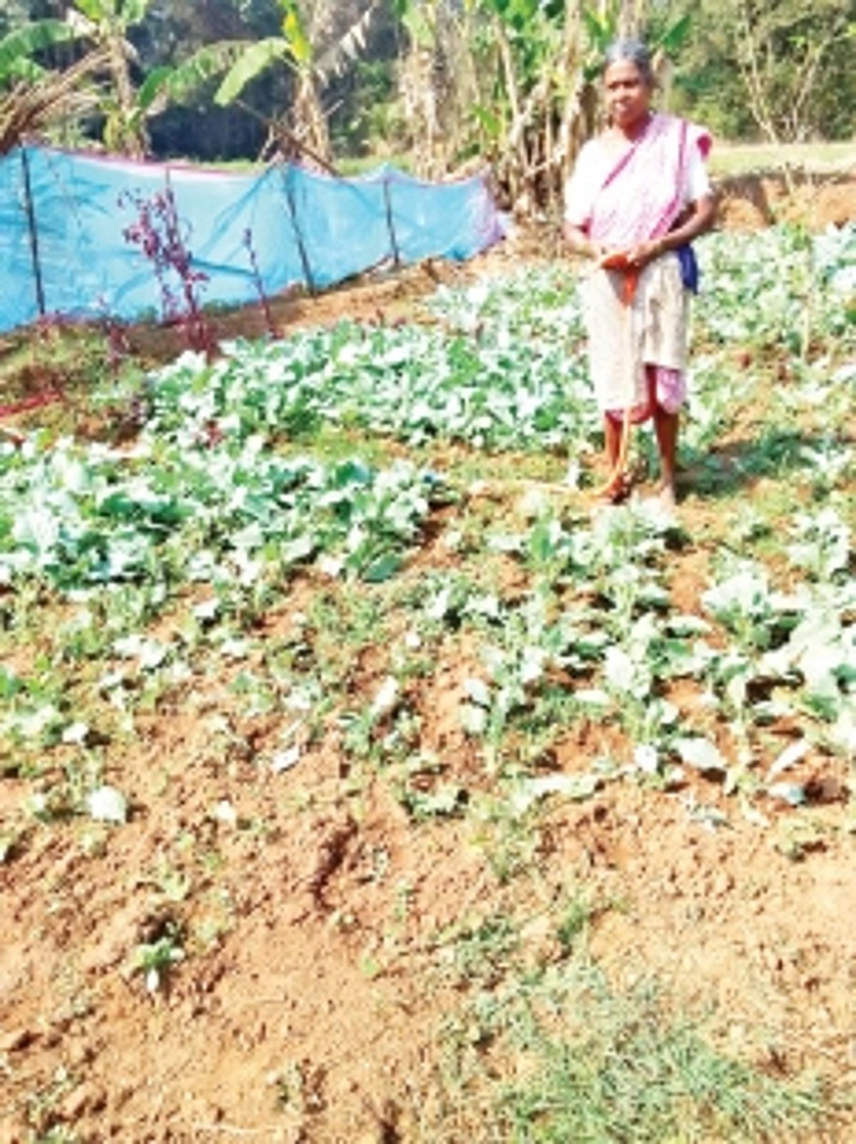 Mandrem farmers wail as bison destroy crops