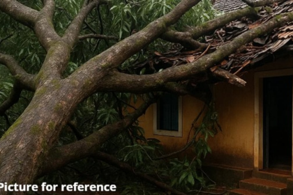 Mango Tree Collapses on House in Thivim After Heavy Rainfall
