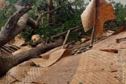 Mango Tree Collapses on New Baga Restaurant Days Before Launch, Causes ₹3.5 Lakh in Damages