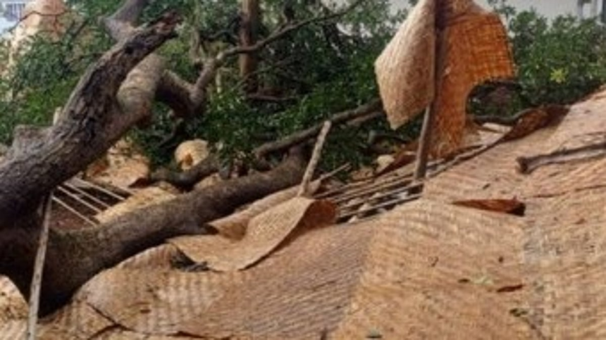 Mango Tree Collapses on New Baga Restaurant Days Before Launch, Causes ₹3.5 Lakh in Damages