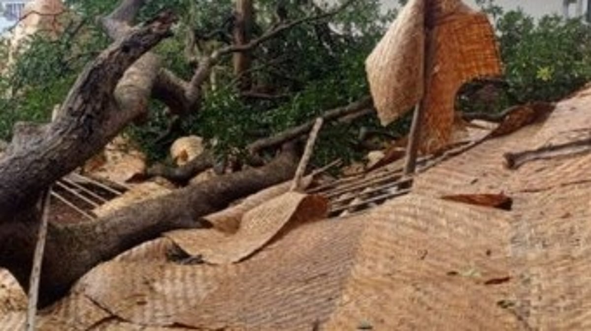 Mango Tree Collapses on New Baga Restaurant Days Before Launch, Causes ₹3.5 Lakh in Damages