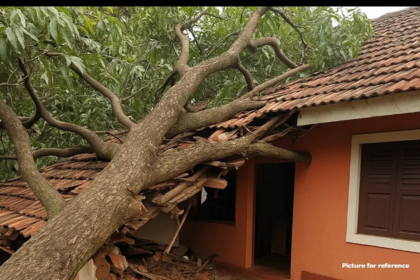Mango Tree Falls on House in Honda-Sattari, Damages Property Worth ₹4 Lakh
