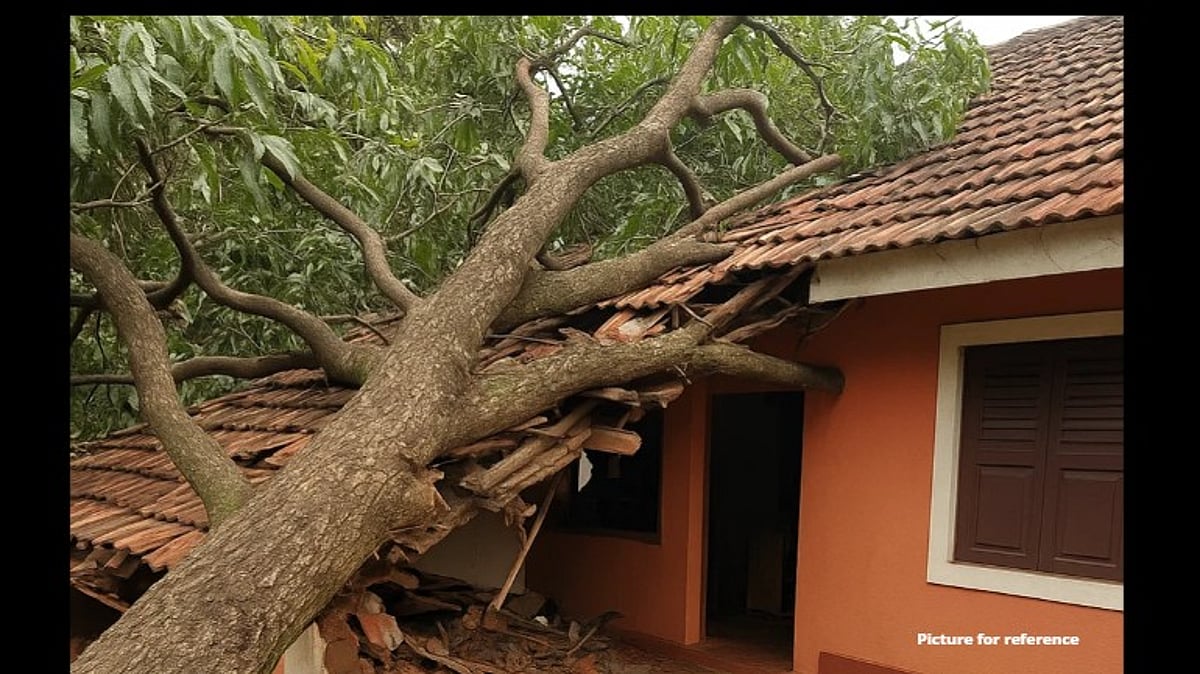 Mango Tree Falls on House in Honda-Sattari, Damages Property Worth ₹4 Lakh