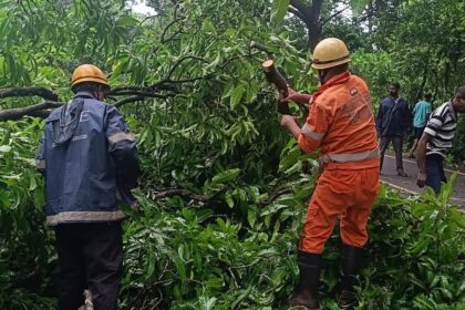 Mango Tree Falls on Road in Sanguem, Curchorem Fire Brigade Clears Route