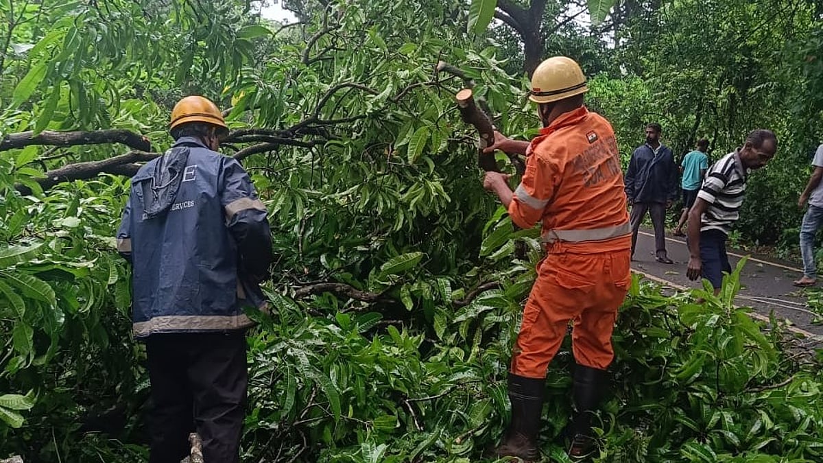 Mango Tree Falls on Road in Sanguem, Curchorem Fire Brigade Clears Route