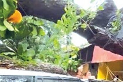 Mango tree falls, damages parked cars at Baga