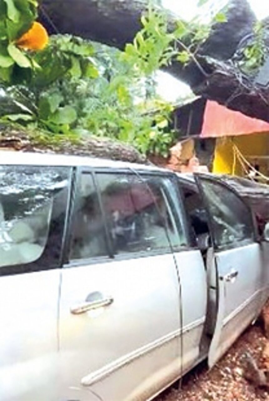 Mango tree falls, damages parked cars at Baga