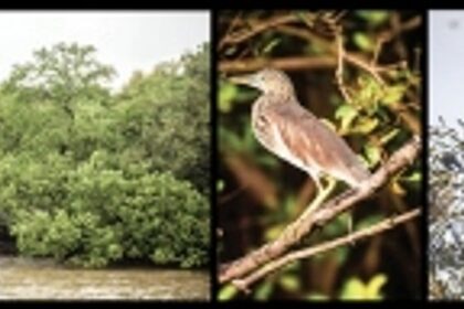 Mangroves - A unique world of flora and fauna